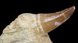 Partially Rooted Mosasaur (Prognathodon) Tooth In Rock #55837-3